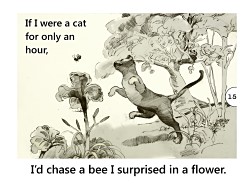 p15 - If I Were a Cat.jpg